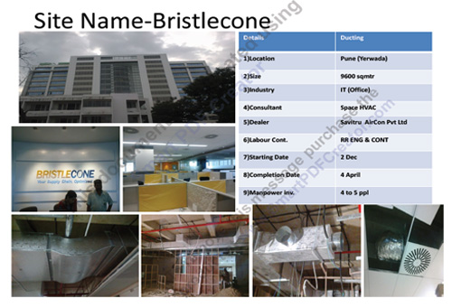 BRISTLECONE
